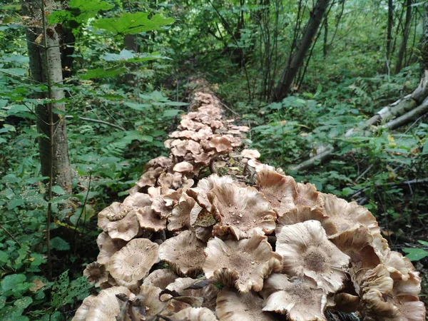 Un percorso di funghi. Miele I funghi di Agaric crescono su un albero in foresta di autunno. Un sacco di funghi Armillaria. — Foto Stock