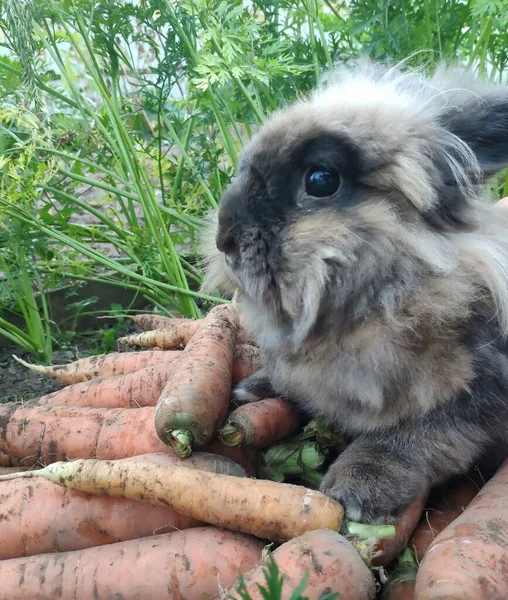 Um coelho e muita cenoura. Uma cenoura fresca com topos verdes. Um pequeno coelho lionhead decorativo come cenouras — Fotografia de Stock