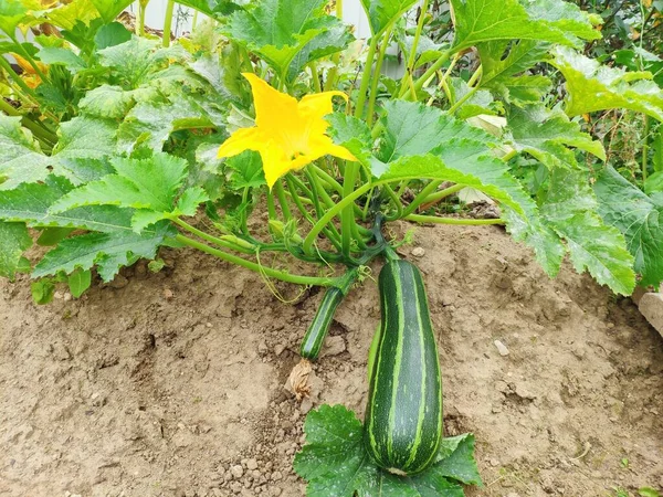 Zucchini with plants and flower on the ground close up. Ecological greenhouse — Stock Photo, Image