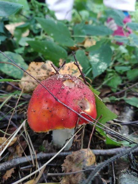 Champignon avec un chapeau rouge dans la forêt. mouche rouge agarique — Photo