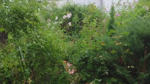 Lluvia intensa en un jardín cubierto de vegetación — Vídeos de Stock