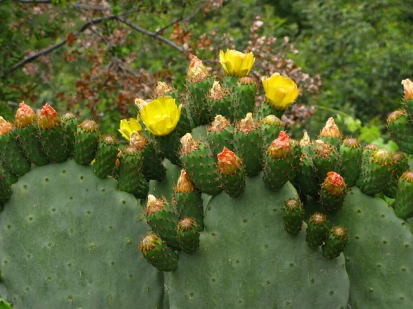 Цветок кактуса. кактус цветет желтыми цветами — стоковое фото