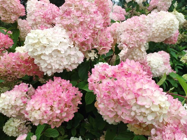 粉红色的绣花花。大型水草Hydrangea macrophylla.花卉背景 — 图库照片#