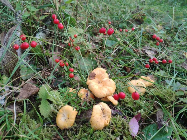 Funghi finferli gialli. frutto rosso del velenoso Giglio della valle. funghi autunnali e semi vegetali — Foto Stock