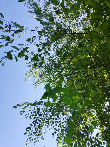 Birch branches with leaves against the blue sky, plant background — Stock Photo, Image