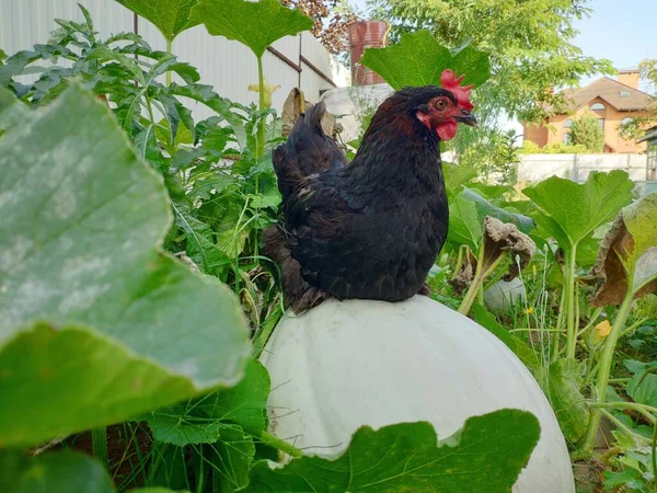 Pollo negro sentado en una calabaza grande en el jardín del patio trasero. Paisaje de granja con pollo negro. — Foto de Stock