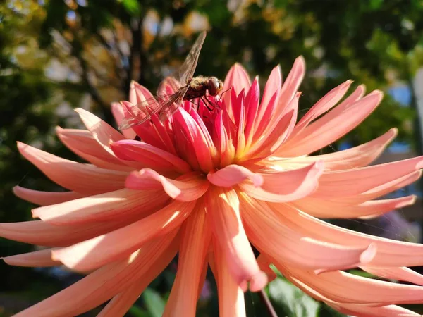 Eine Libelle sitzt auf einer rosa Dahlie. Libelle auf einer Blume in Großaufnahme — Stockfoto