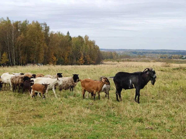 Çiftlikteki çiftlik hayvanları sürüsü. Keçi, keçi, koyun otlatır tarlada — Stok fotoğraf