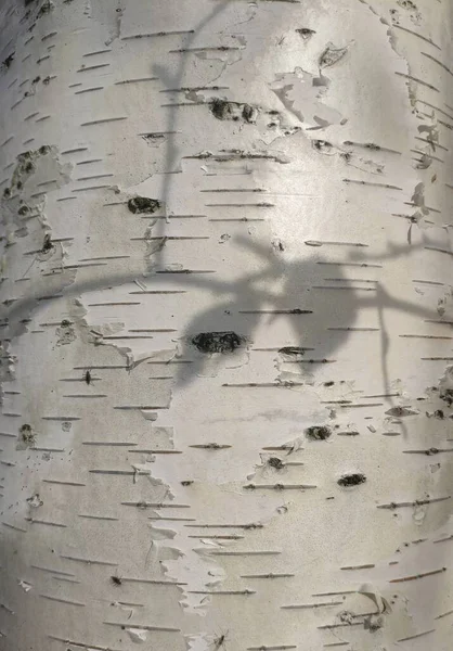 背景是白色树皮桦树。树干上的树叶阴影。树皮的纹理 — 图库照片#