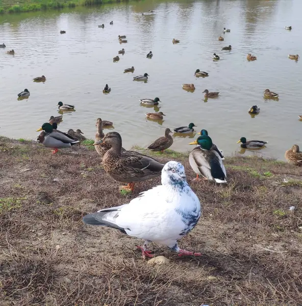 Vida selvagem. Branco com pombo preto salpicado. patos e pombos na margem da lagoa — Fotografia de Stock