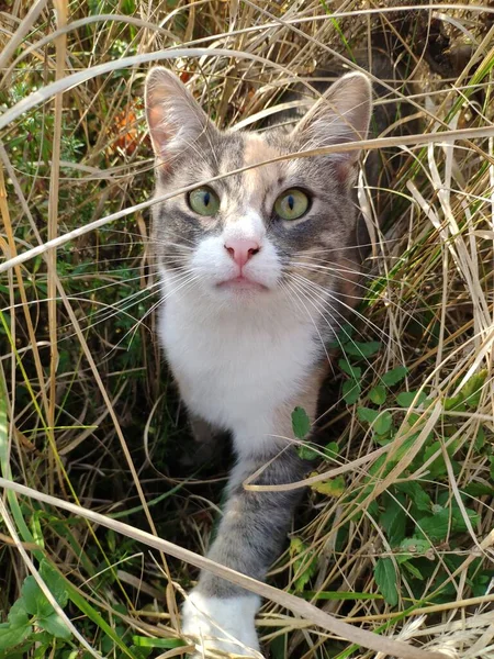 Beyaz göğsü olan üç renkli kedi kuru çimenlerde avlanıyor. — Stok fotoğraf