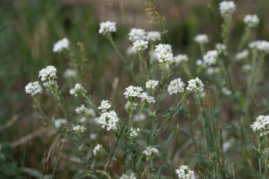 yeşil yumuşak bitkilerin cilvesi