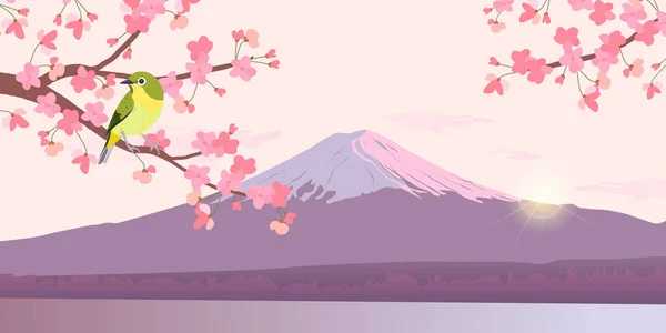 Uguisu Sakura Grafikája Fuji Hátterében Japán Csalogány Egy Virágzó Cseresznyefa — Stock Vector