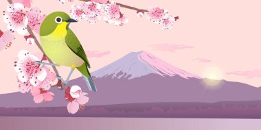 Kiraz çiçekleri dalında Japon Bülbülü. Hanami Japonya 'da. Baharda Fuji Dağı. Baharda gökyüzünde gün doğumu. Pembe Sakura ve Uguisu.