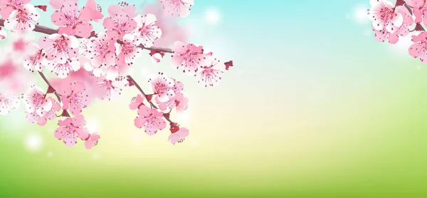 Foco Suave Sakura Florece Sobre Fondo Borroso Acerca Primavera Rama — Vector de stock