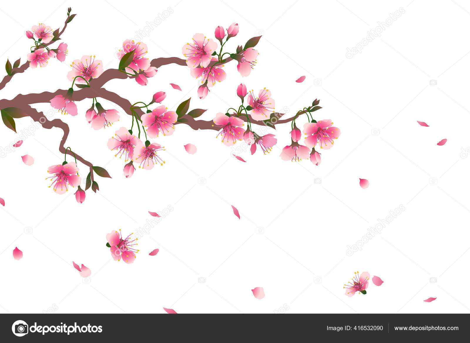 Cherry Blossom Branch Falling Petals Isolated White Space Your Text