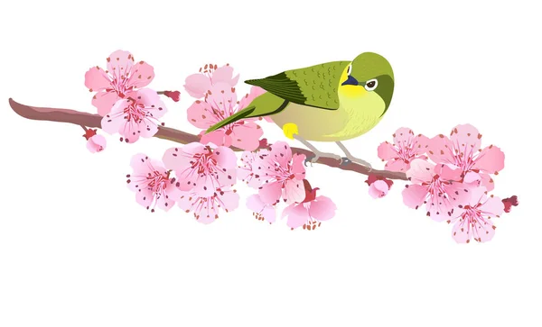 Japanese Nightingale Una Rama Flores Cerezo Hanami Japón Rosa Sakura — Vector de stock