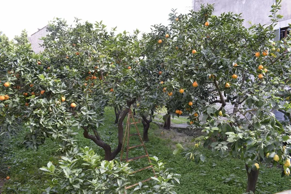 Sad Drzewami Pomarańczowymi Majorce — Zdjęcie stockowe