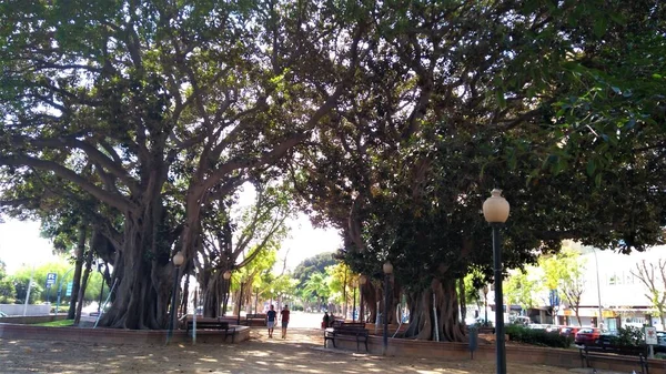 Parque Alicante Hiszpania Alicante Comunidad Valenciana Atardecer — Zdjęcie stockowe