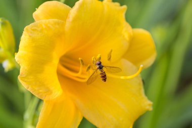 Nehir yatağı kışın otlarla doludur.
