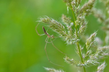 Örümcekler çimen yapraklarıyla avlanmayı bekliyor.