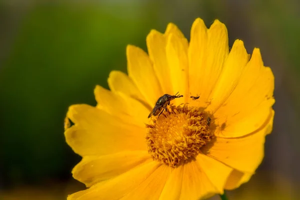 A beautiful eye fly that picks honey on the flowers of golden chicken chrysanthemums