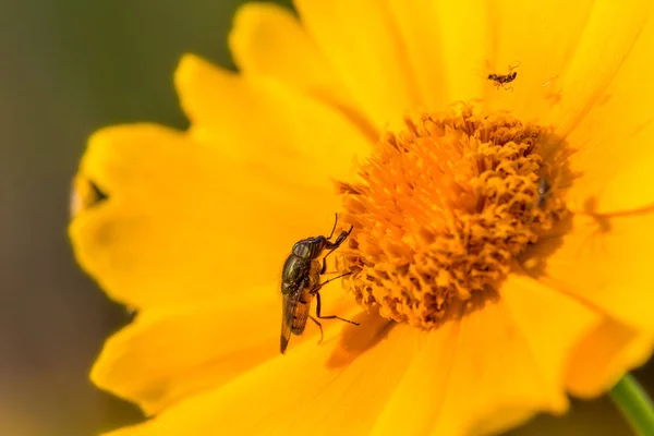 A beautiful eye fly that picks honey on the flowers of golden chicken chrysanthemums