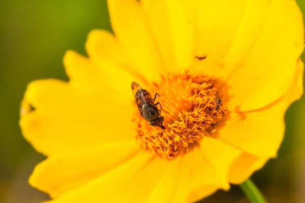 A beautiful eye fly that picks honey on the flowers of golden chicken chrysanthemums