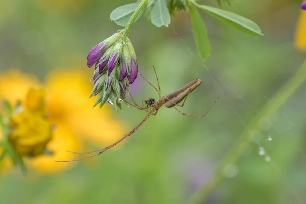 Spiders Waiting Preyed Grass Leaves — Stock Photo, Image