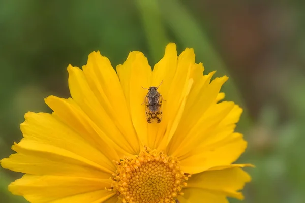 The flying insects on the golden rooster and chrysanthemum flowers