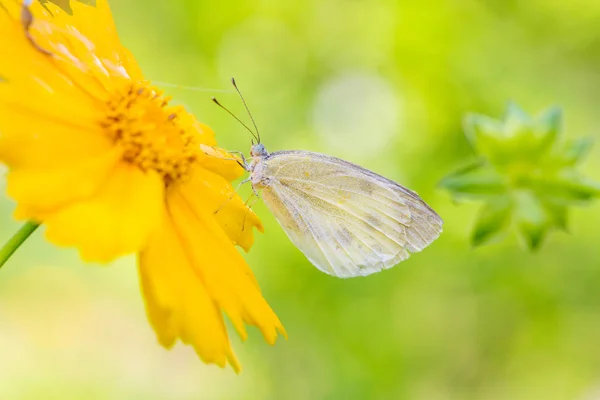 Ein Schmetterling Auf Den Blüten Der Goldenen Chrysantheme Stockfoto