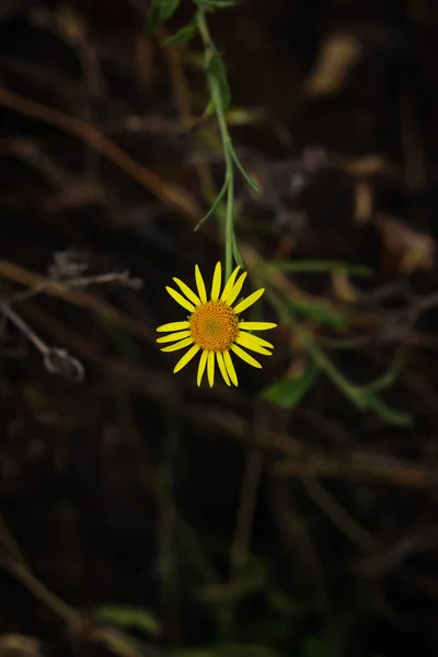 Gelbe Blüten Der Familie Der Sonnenblumen Astern Chrysopsis Bekannt Als — Stockfoto