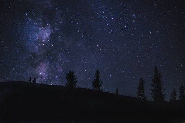 Karpat Dağları, Ukrayna yıldızlı gökyüzü altında ağaçlarının Silhouettes