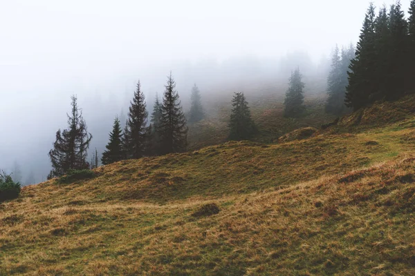 Woodland Covered Mist Carpathian Mountains Ukraine — Stock Photo, Image