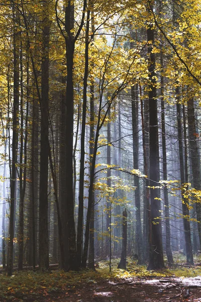 Jesiennych Liści Drzew Lesie Karpat Ukraina — Zdjęcie stockowe