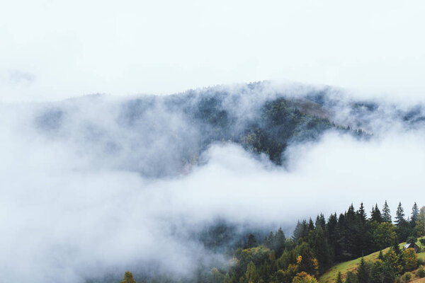 Woodland covered in mist in Carpathian Mountains, Ukraine
