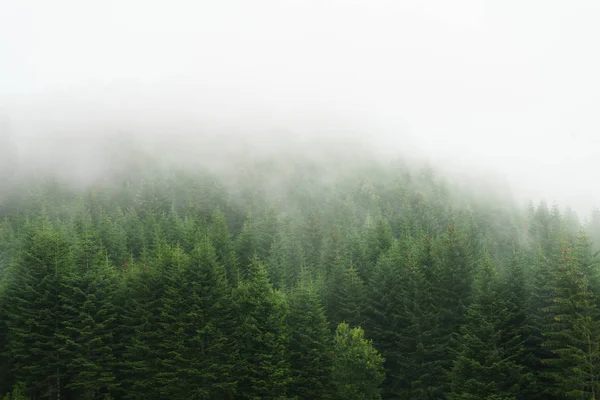 Woodland Zakryty Mgłą Karpatach Ukraina — Zdjęcie stockowe