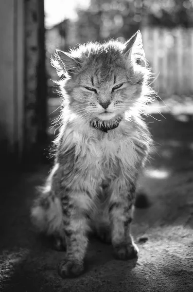 햇빛에 고양이 스톡 사진