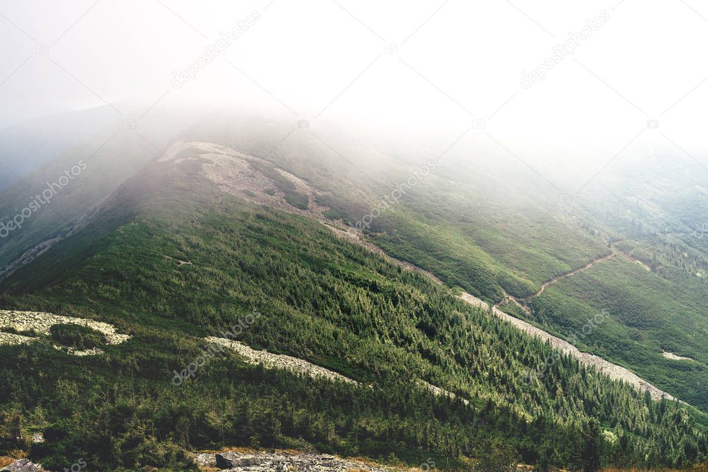 Aerial view of woodland of misty Carpathian Mountains, Ukraine