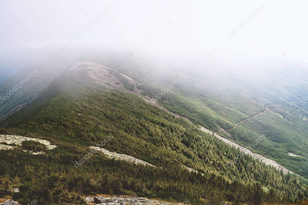 Aerial view of woodland of misty Carpathian Mountains, Ukraine