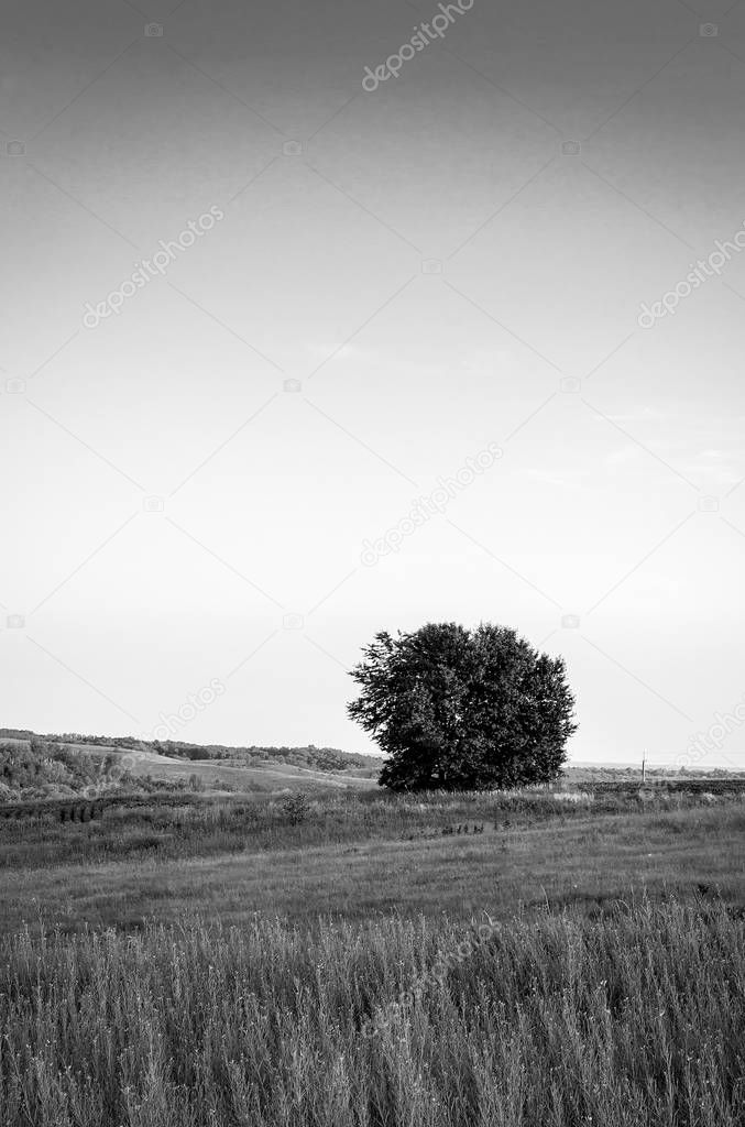 Single tree in countryside meadow in Ulraine landscape