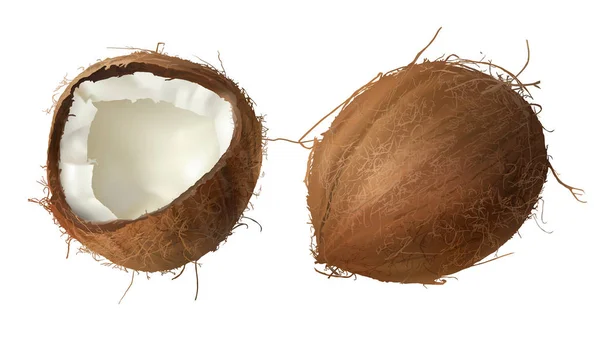 Полностью сломанный орех коко — стоковый вектор