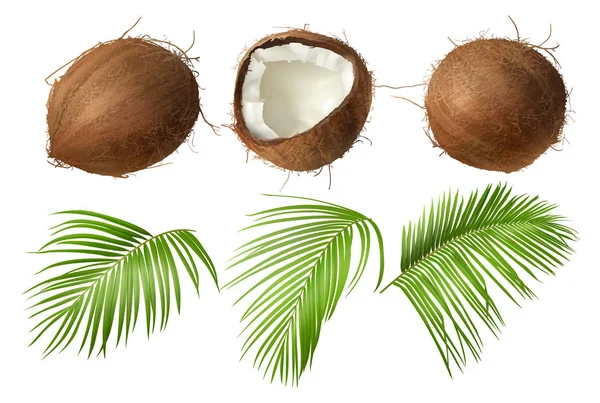 Noci di cocco intere e rotte con foglie di palma verde — Vettoriale Stock