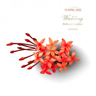 Beyaz arka planda tropikal kırmızı ixora çiçekleri