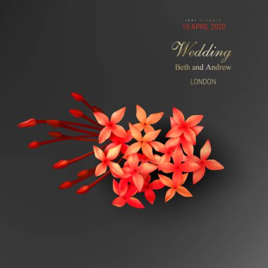 Siyah arka plan üzerinde tropikal kırmızı ixora çiçekleri