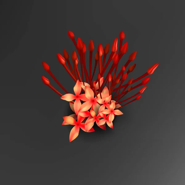 Tropiska röda Ixora blommor på svart bakgrund — Stock vektor