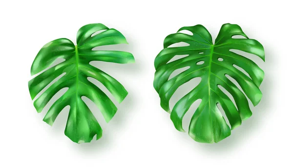 Feuilles de monstère verte tropicale sur fond blanc — Image vectorielle