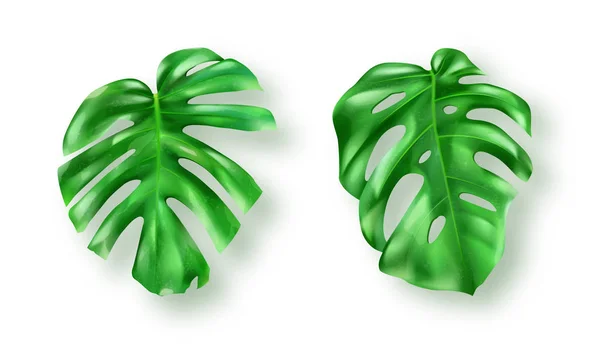 Hojas de monstera verde tropical sobre fondo blanco — Vector de stock