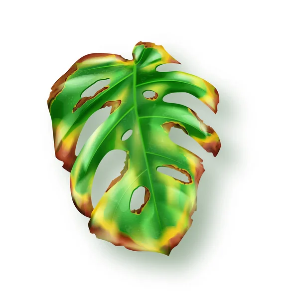 白い背景に熱帯緑のモンスターの葉 — ストックベクタ