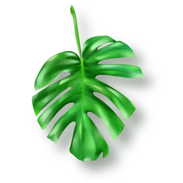 Foglie monstera verde tropicale su sfondo bianco — Vettoriale Stock